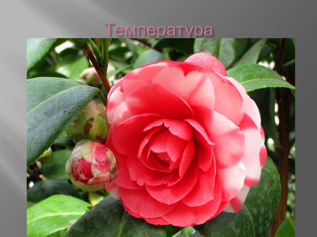 Температура