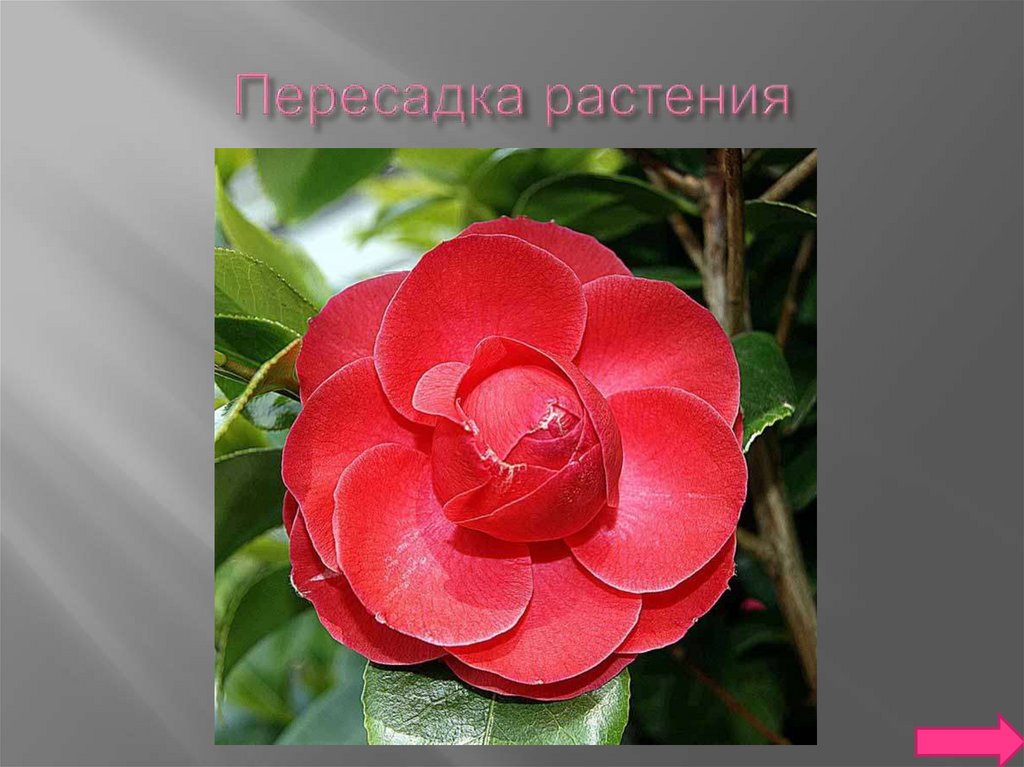 Пересадка растения