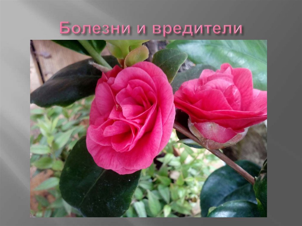 Болезни и вредители