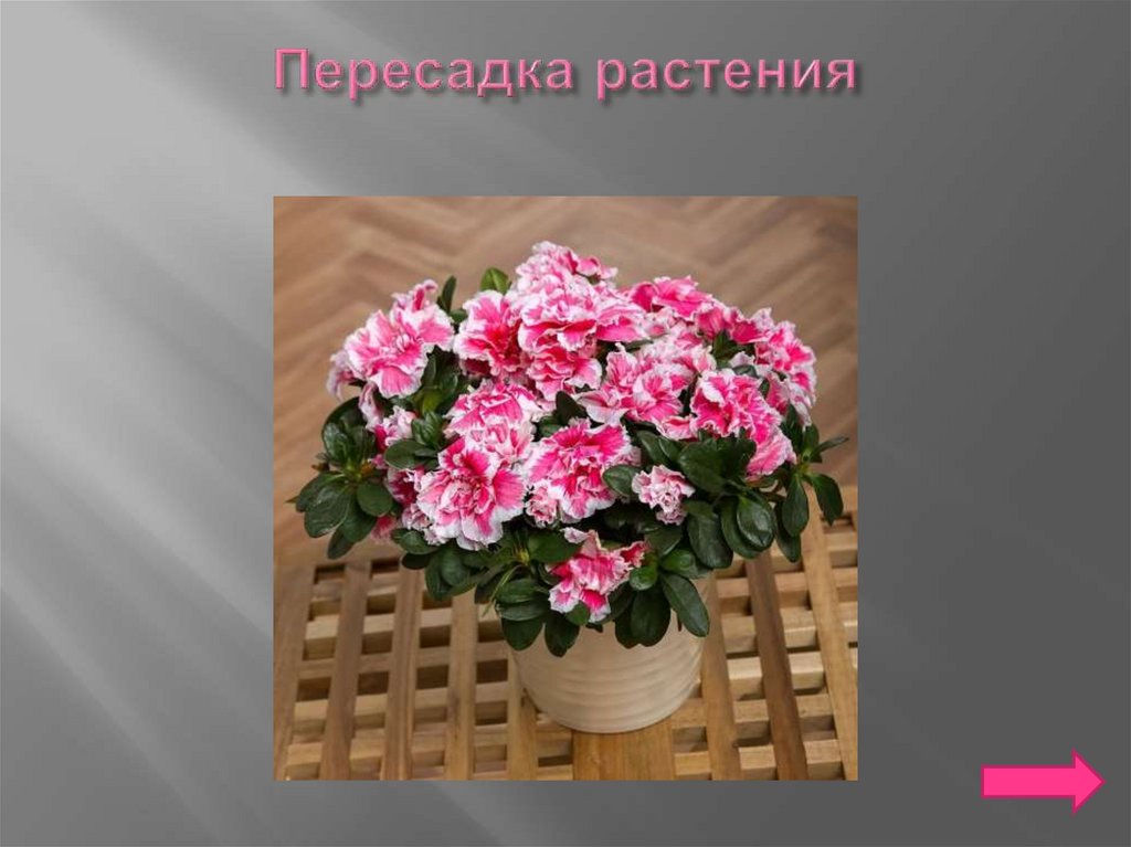 Пересадка растения