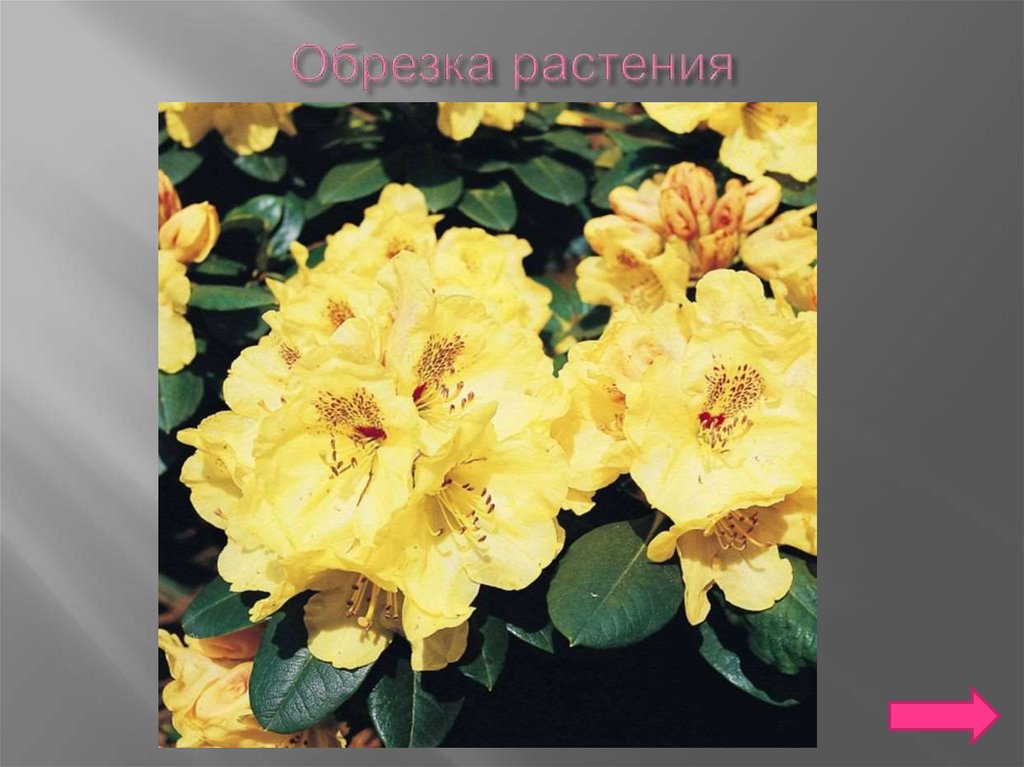 Обрезка растения