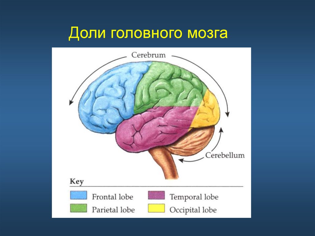 6 долей мозга. Доли головного мозга мрт анатомия. Доли головного мозга на кт анатомия.