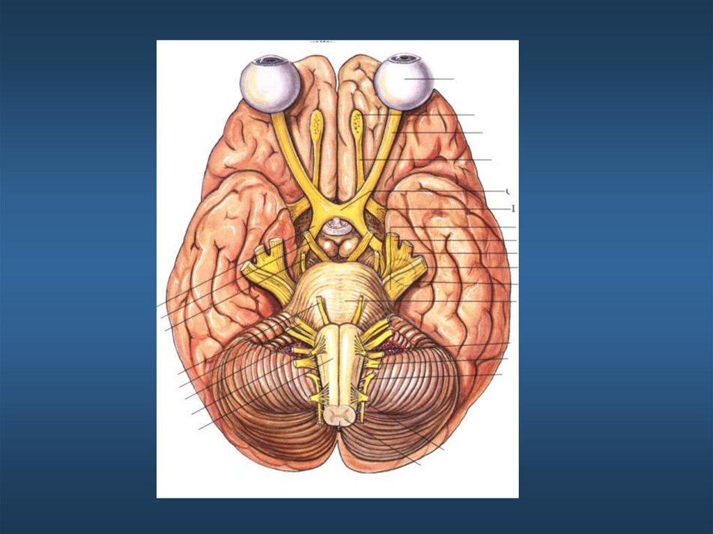 Расположение черепных нервов. 12 ЧМН анатомия. ЧМН 12 пар. 12 Пар черепных нервов схема. Черепно мозговые нервы анатомия.