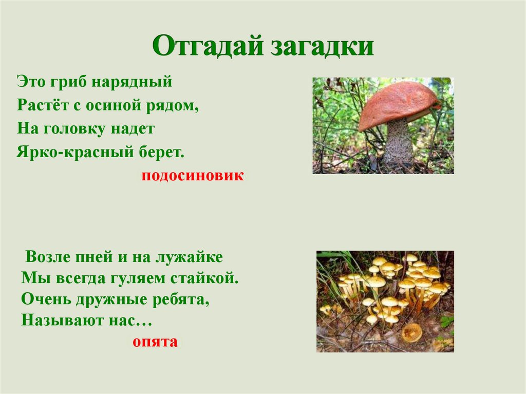 Отгадывание загадок цель. Стих про гриб под елью. Грибок стих-загадка краткая. Загадка отгадка губы. Стихи Эммы гриб.