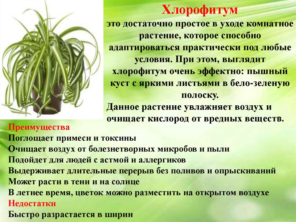 Роль комнатных растений в жизни человека. Хлорофитум интересные факты. Хлорофитум листья простые. Хлорофитум строение цветка.