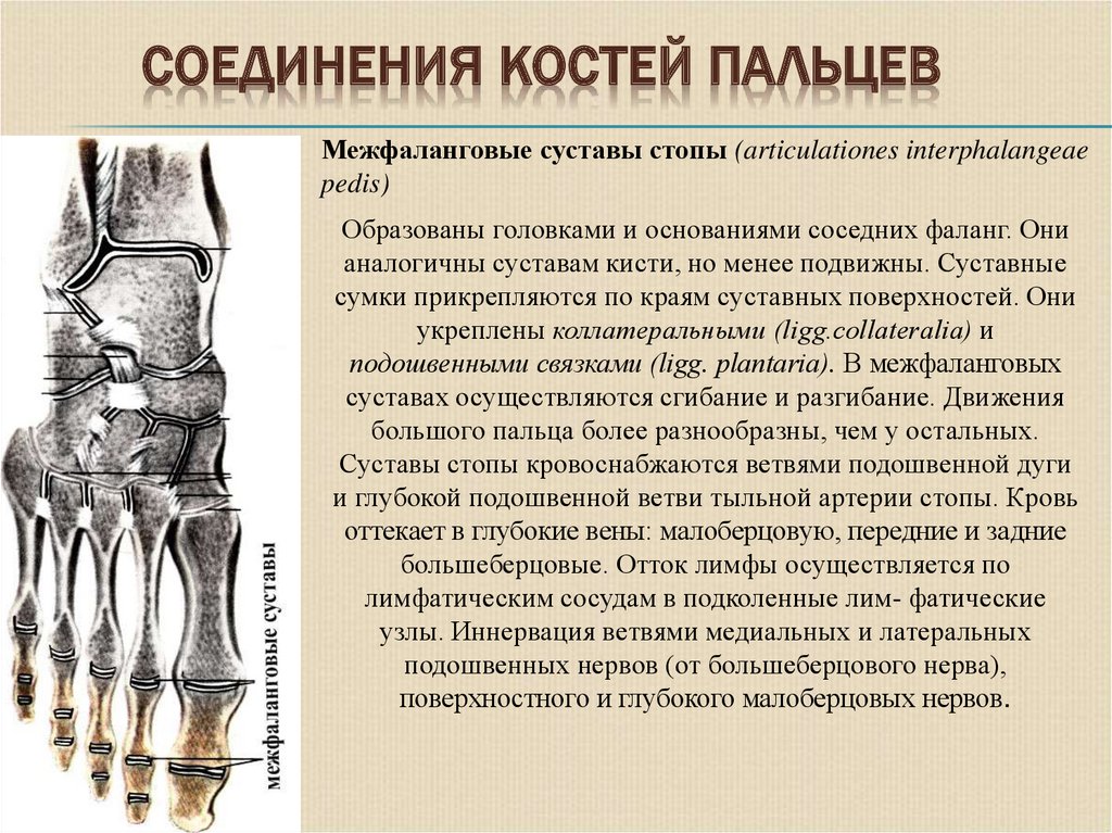 Фаланги пальца тип соединения. Межфаланговый сустав 1 пальца стопы. Межфаланговые суставы стопы оси. Соединение костей стопы. Межфаланговые суставы стопы.