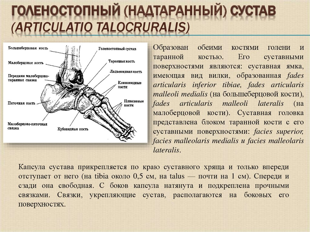 Описание голеностопного сустава. Голеностопный сустав, articulatio talocruralis. Голеностопный сустав суставные поверхности. Голеностопный сустав анатомия. Голеностопный сустав соединение костей.