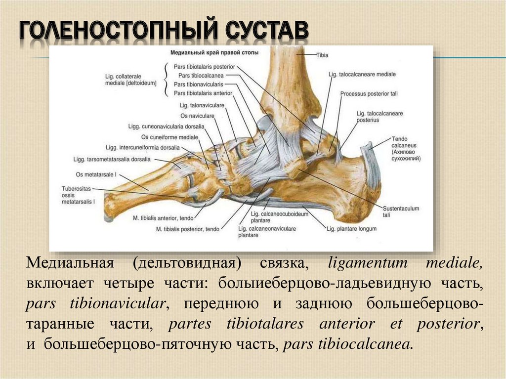 Часть голеностопного сустава. Голеностопный сустав анатомия строение. Голеностопный сустав анатомия строение связки. Голеностопный сустав анатомия строение мышцы. Голеностопный сустав анатомия латынь.