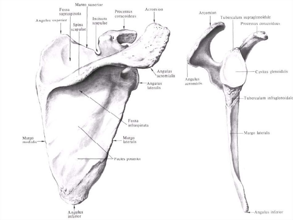 Tuberculum supraglenoidale. Лопатка анатомия Синельников. Лопатка строение медунивер. Лопатка вид спереди анатомия с подписями. Анатомия лопаточной кости человека.