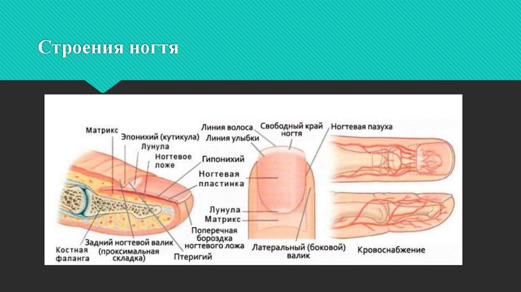 Волосы и ногти презентация 3 класс