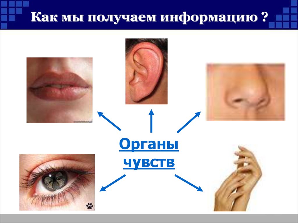 Виды органов чувств. Органы чувств и информация. Органы чувств как виды информации. Вид информации чувство орган. Как мы получаем информацию.