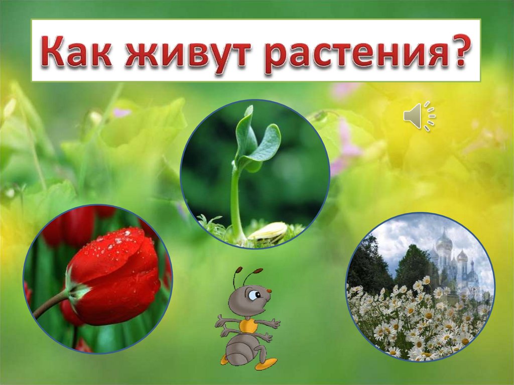 Как живут растения. Как живут растения 1 класс. Какие растения обитают в Москве.