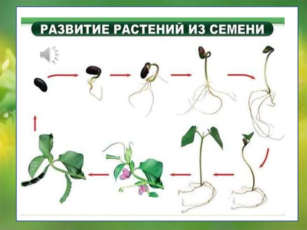 Определи последовательность развития растения из семени. Схема этапы индивидуального развития растений 6 класс. Процесс развития растения из семени схема. Схема развития растения из семени 3 класс. Вегетативное размножение фасоли.