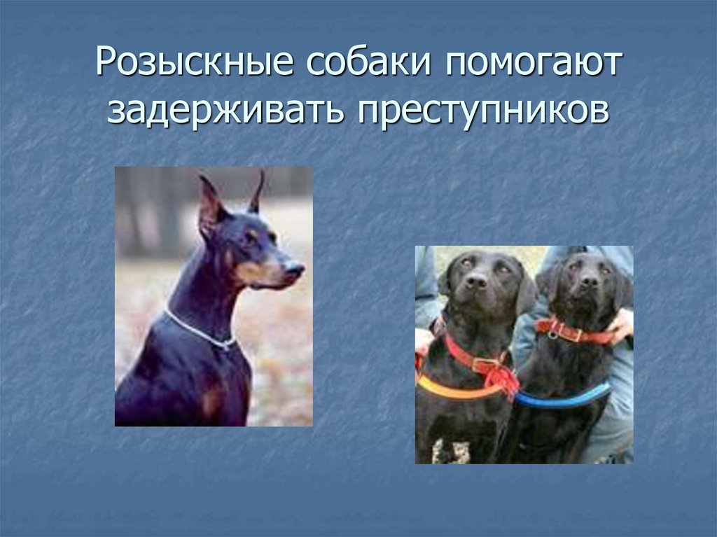 Розыскные собаки помогают задерживать преступников