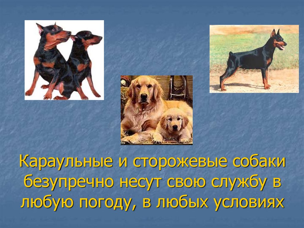 Караульные и сторожевые собаки безупречно несут свою службу в любую погоду, в любых условиях