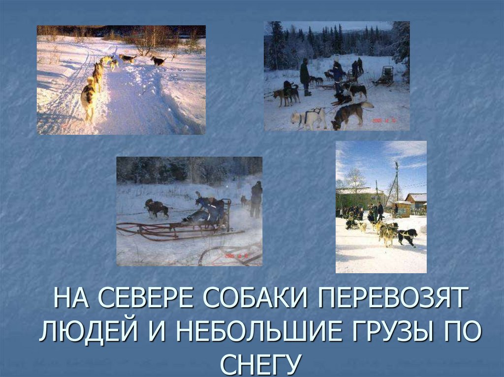 НА СЕВЕРЕ СОБАКИ ПЕРЕВОЗЯТ ЛЮДЕЙ И НЕБОЛЬШИЕ ГРУЗЫ ПО СНЕГУ