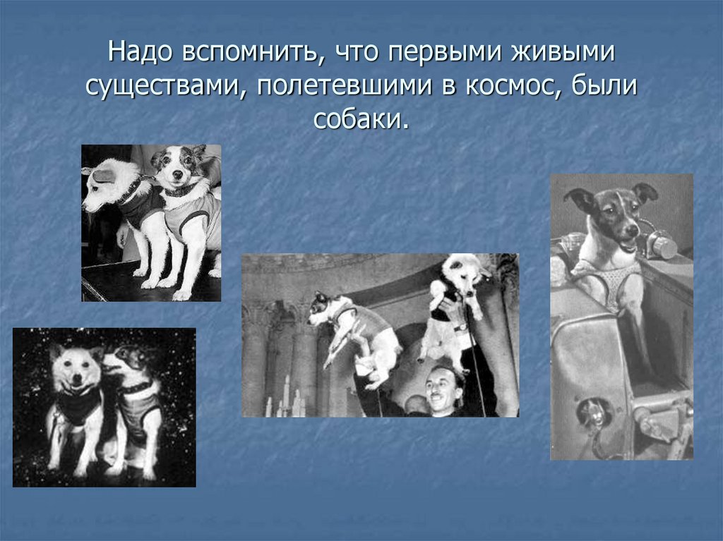 Надо вспомнить, что первыми живыми существами, полетевшими в космос, были собаки.