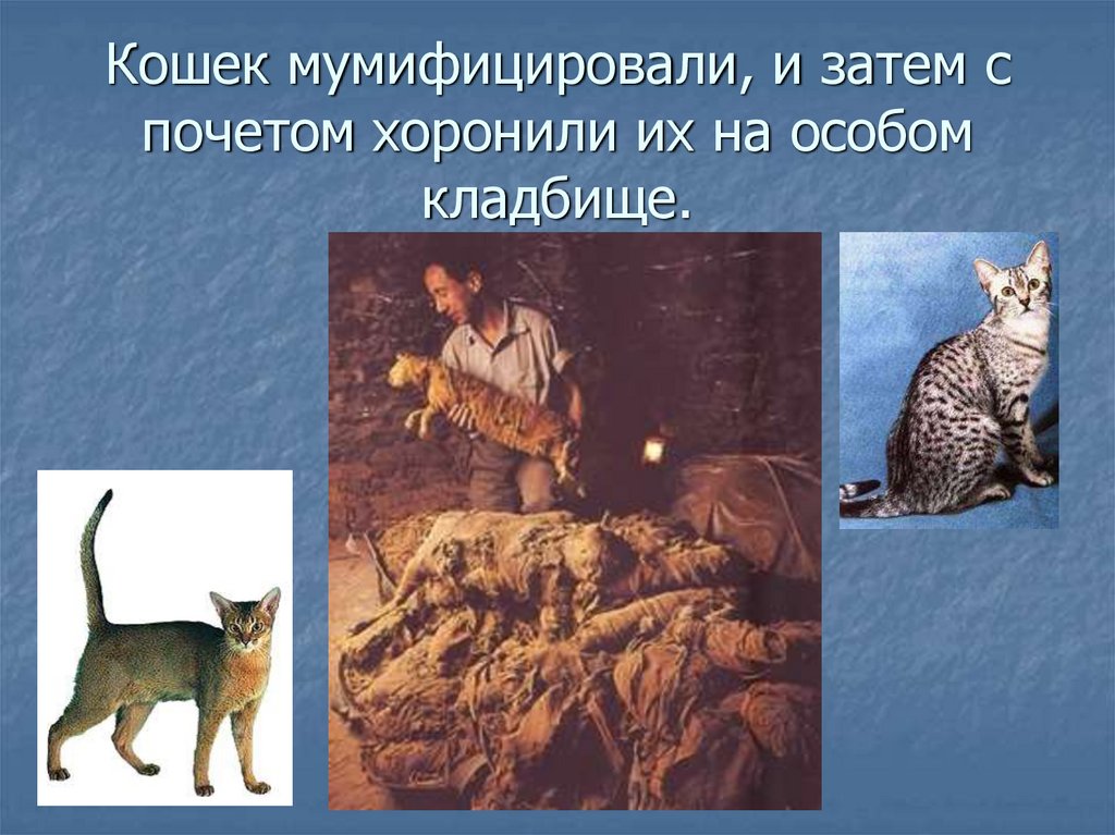 Кошек мумифицировали, и затем с почетом хоронили их на особом кладбище.