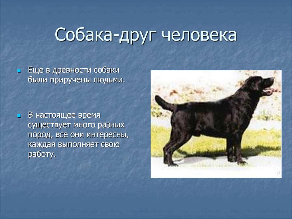 Почему собака считается. Презентация собаки наши друзья. Человек собаке друг текст. Собака друг человека рассуждение. Собака друг человека презентация.