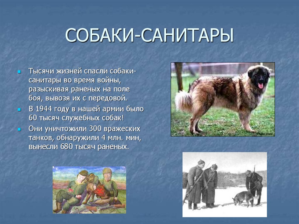 Собака санитар картинки