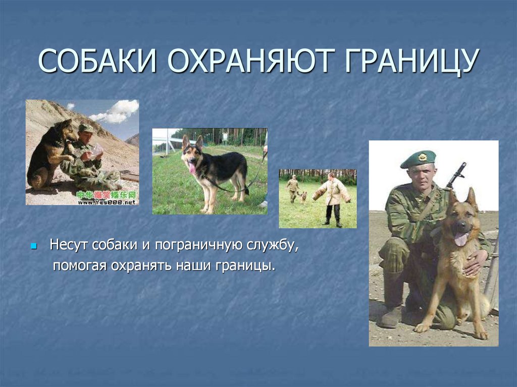 СОБАКИ ОХРАНЯЮТ ГРАНИЦУ