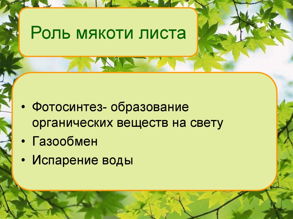 Презентация строение листа 6 класс биология