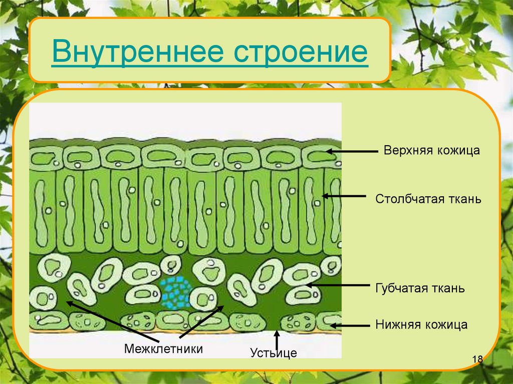 Ткань листа рисунок