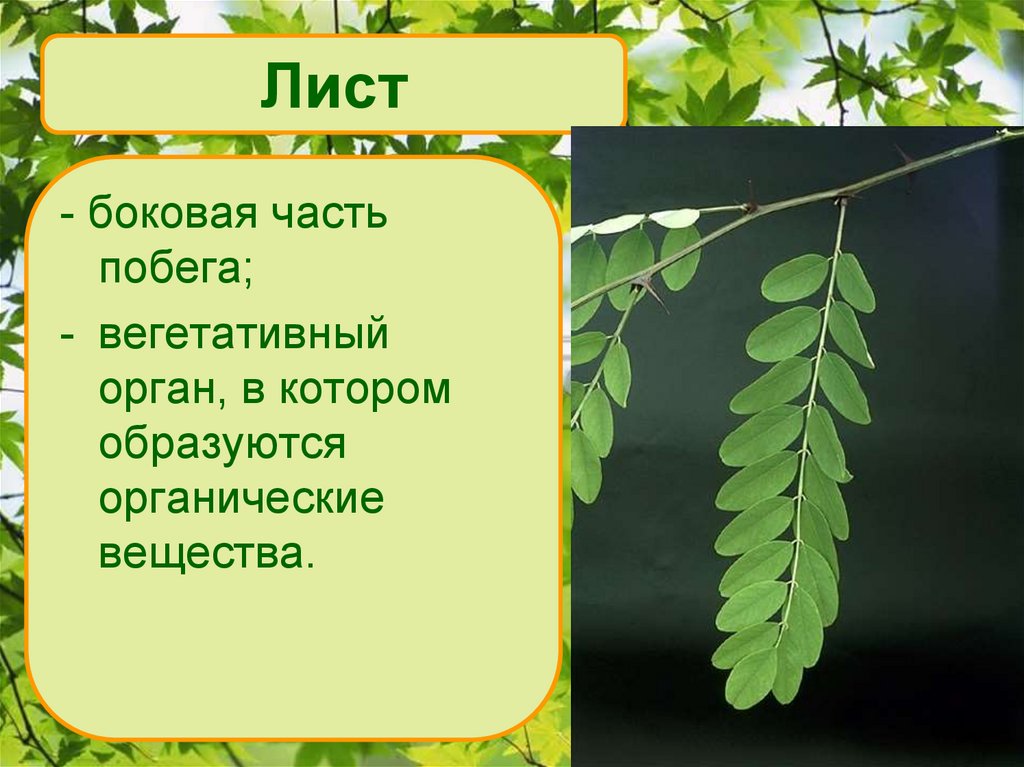 Есть листа. Лист акации строение листа. Лист боковая часть побега. Строение листа акации. Лист это в биологии.