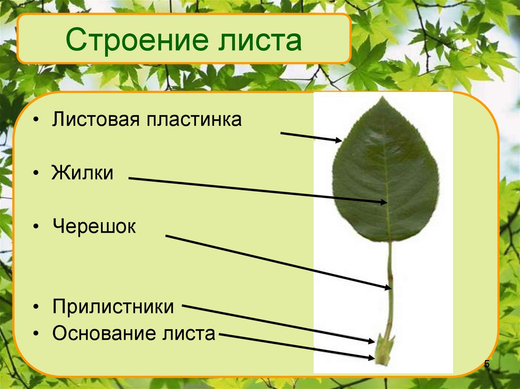 Презентация внешнее строение листа 6 класс фгос пасечник