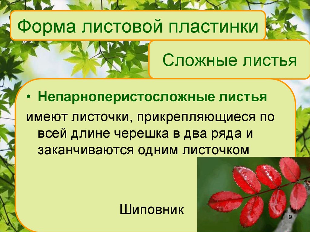 Внешнее строение листа презентация