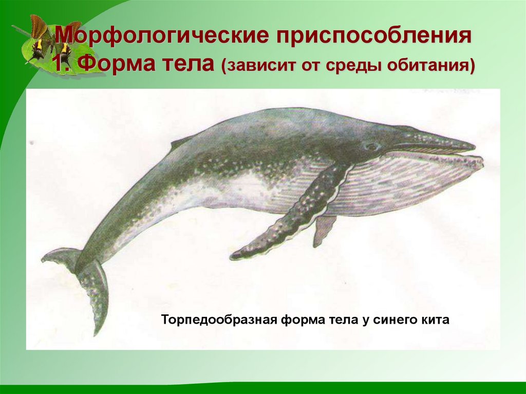 Физиологические признаки синего кита. Торпедообразная форма тела. Приспособление китов к среде обитания. Форма тела кита. Тип симметрии китов.