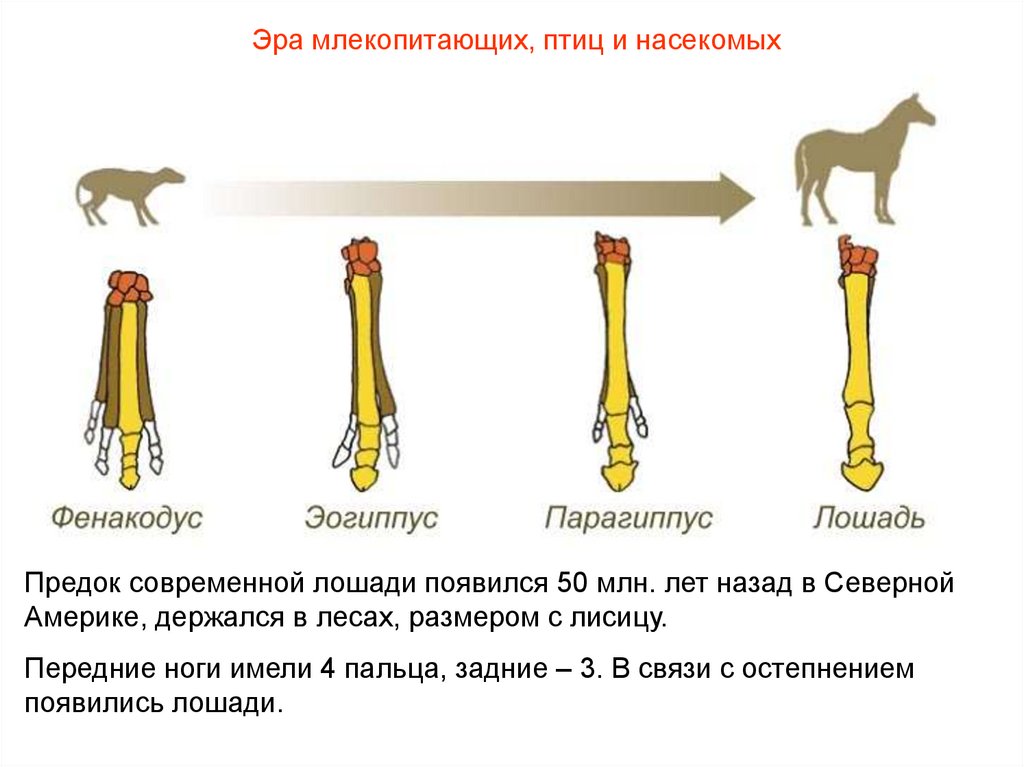 Как называют представленный на рисунке ряд предков современной лошади