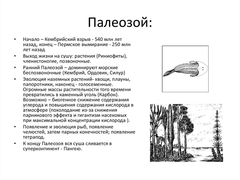 Этап палеозоя. Кембрийский период палеозойской эры кратко. Палеозойская Эра схема периоды. Растения раннего палеозоя. Каламиты растения палеозой.