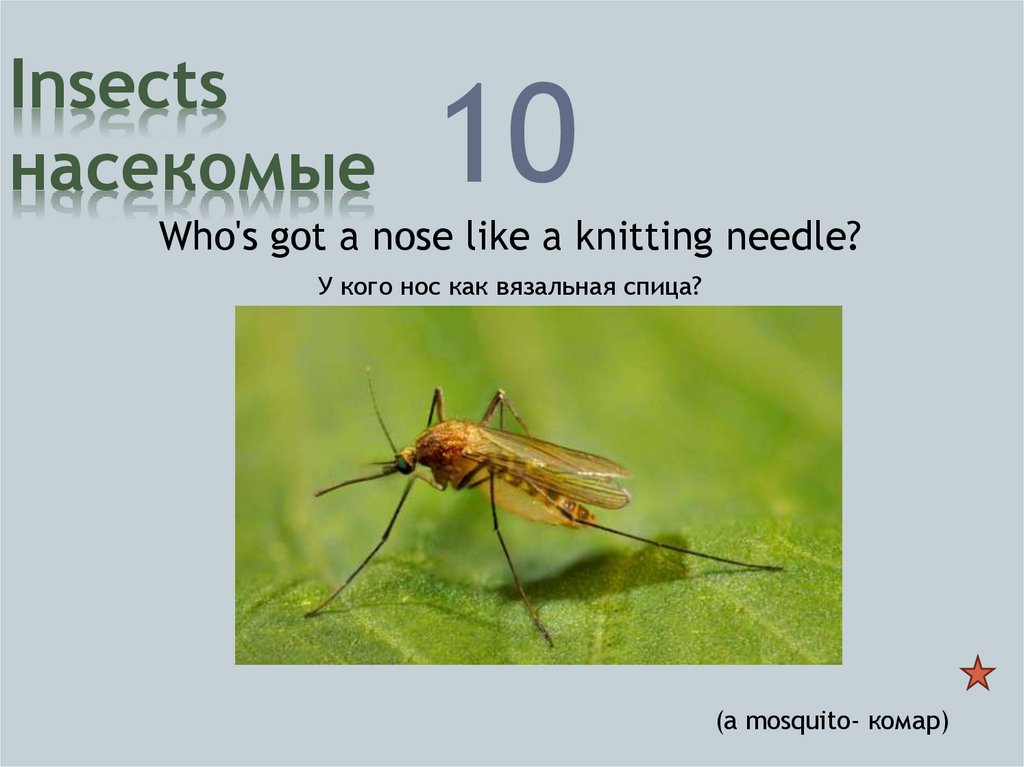 Insects насекомые