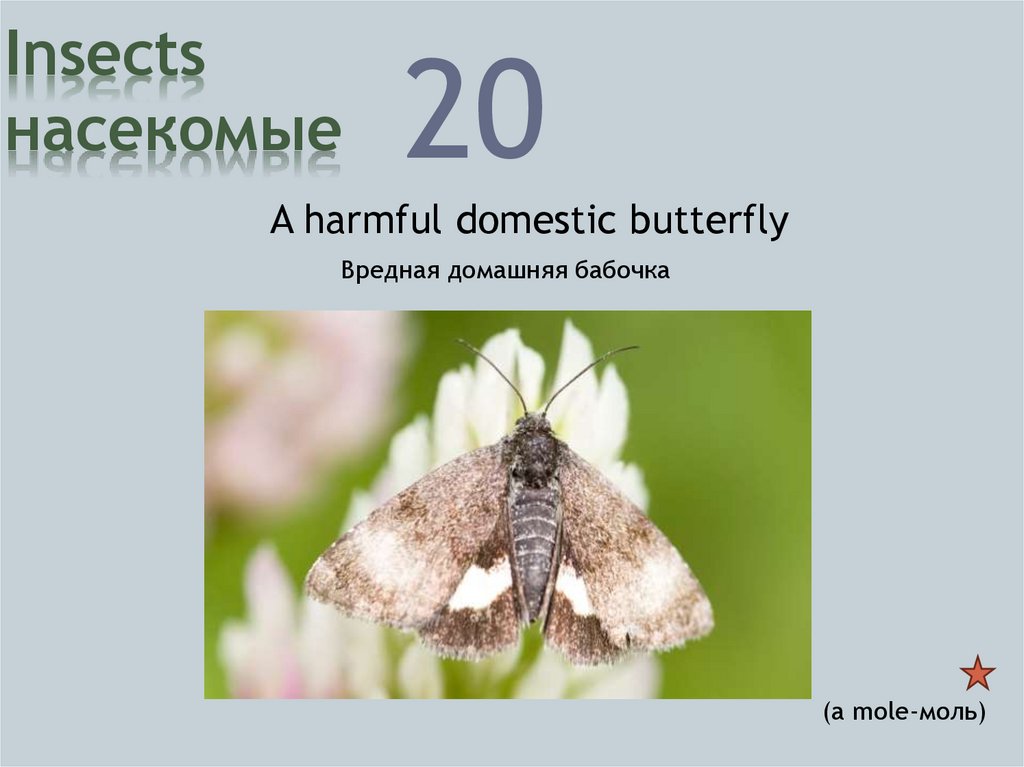 Insects насекомые