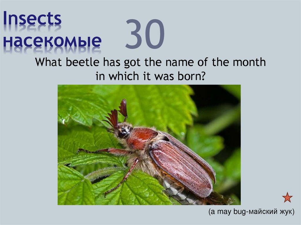 Insects насекомые