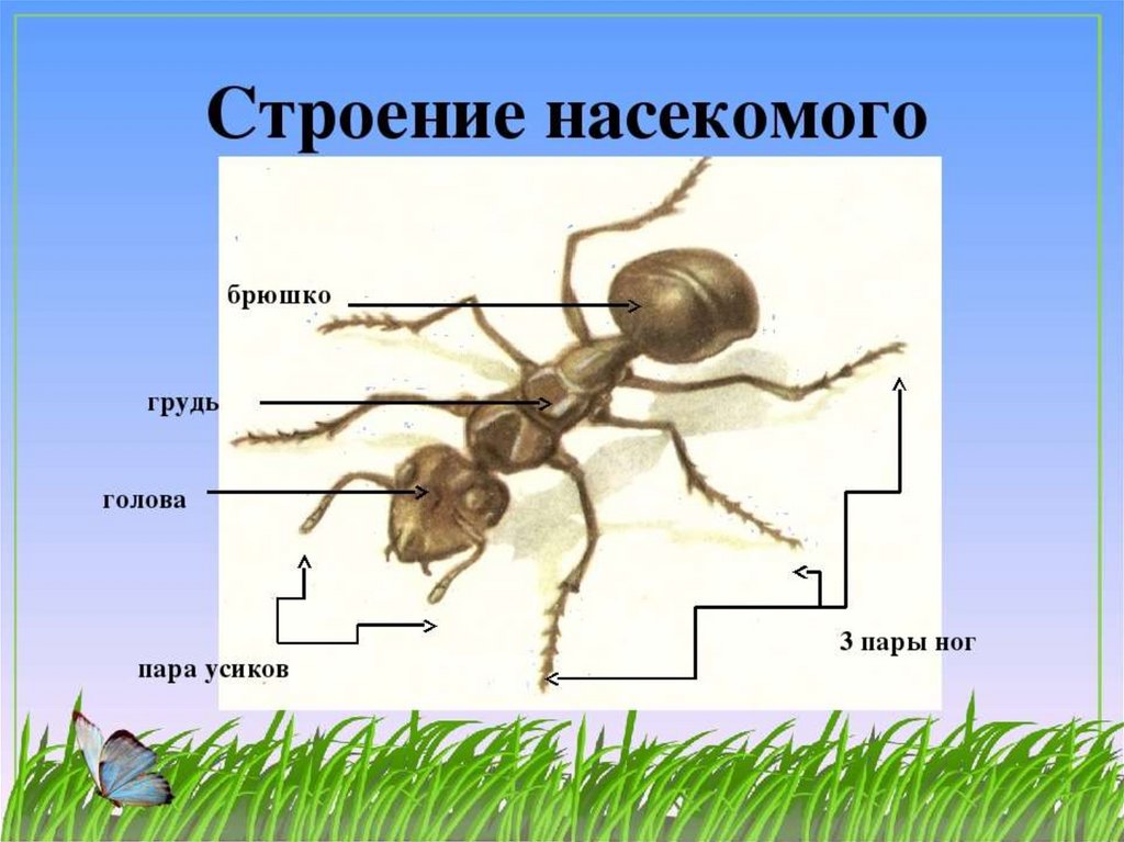 Три пары ног у. Строение насекомых муравей. Насекомые строение тела муравей. Строение муравья. Внешнее строение муравья.