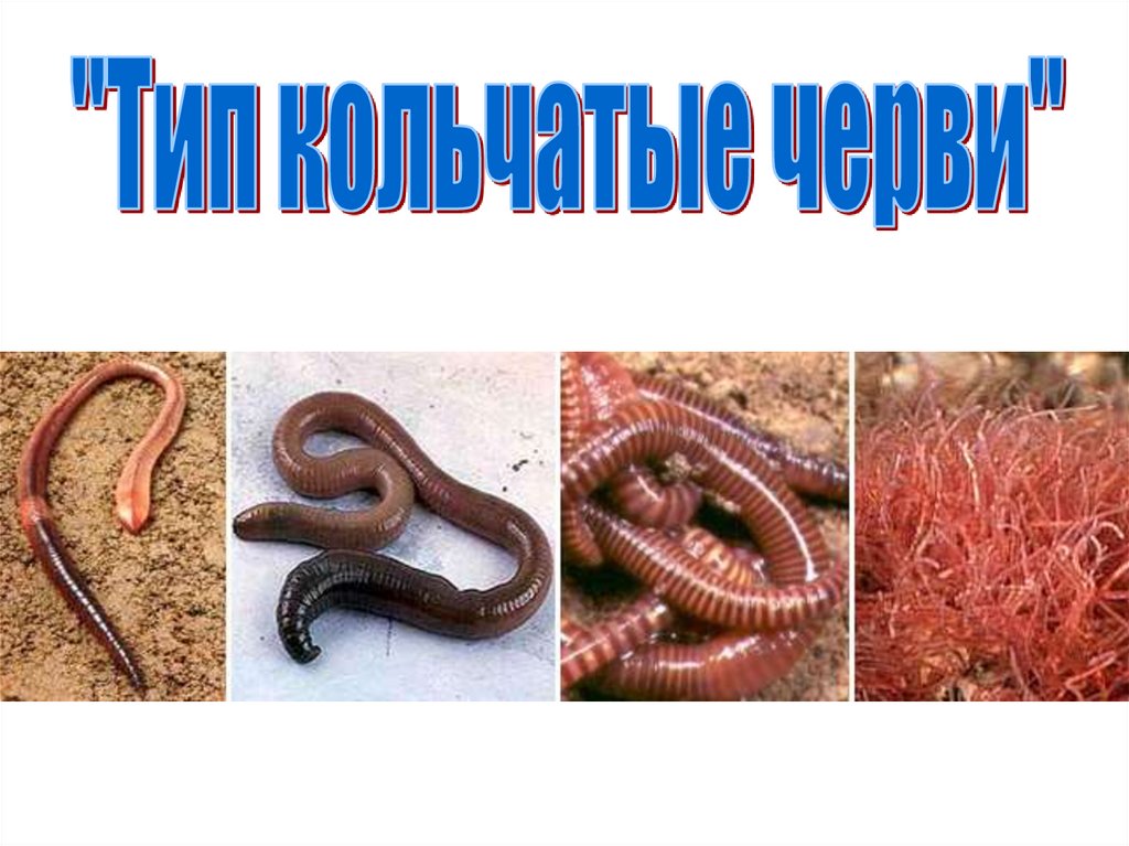 Кольчатые черви презентация 7 класс