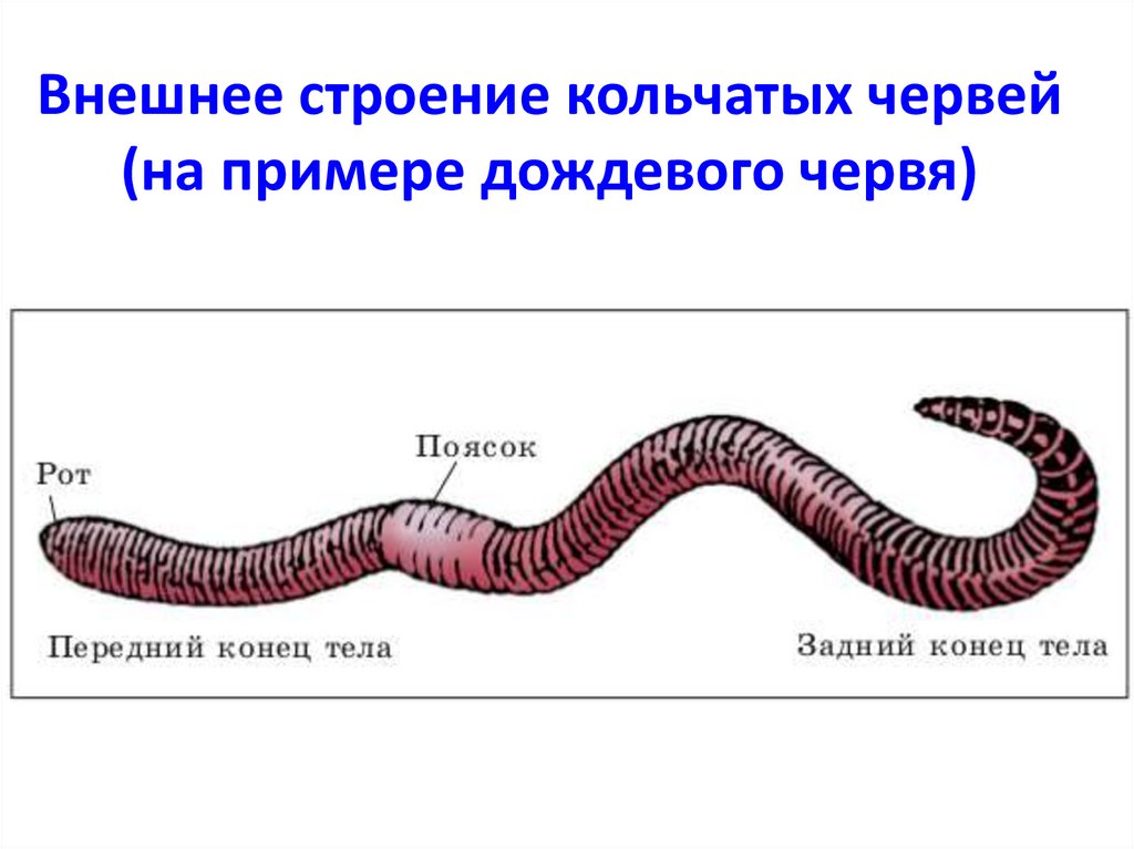Внешнее строение кольчатых червей (на примере дождевого червя)