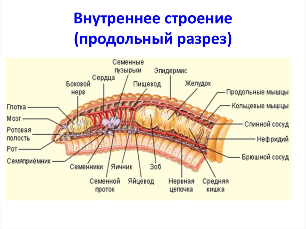 Тип кольчатые черви презентация 7 класс биология