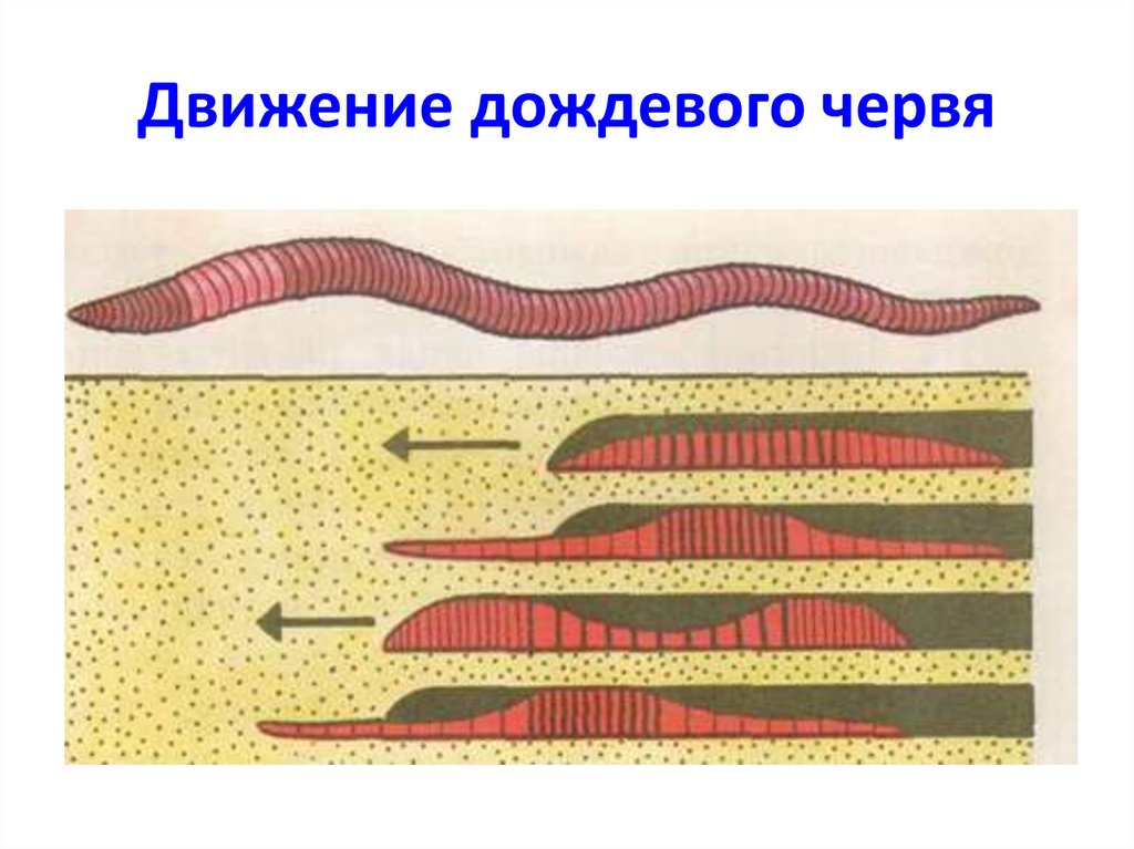 Дождевой червь увеличенное изображение