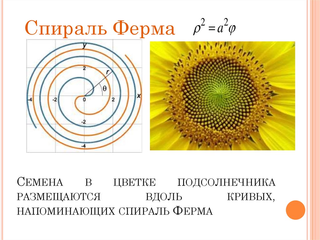 Замечательные кривые презентация