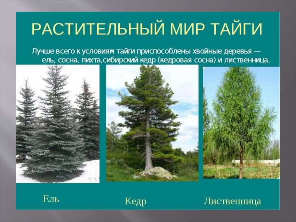 Преобладают хвойные деревья природная зона
