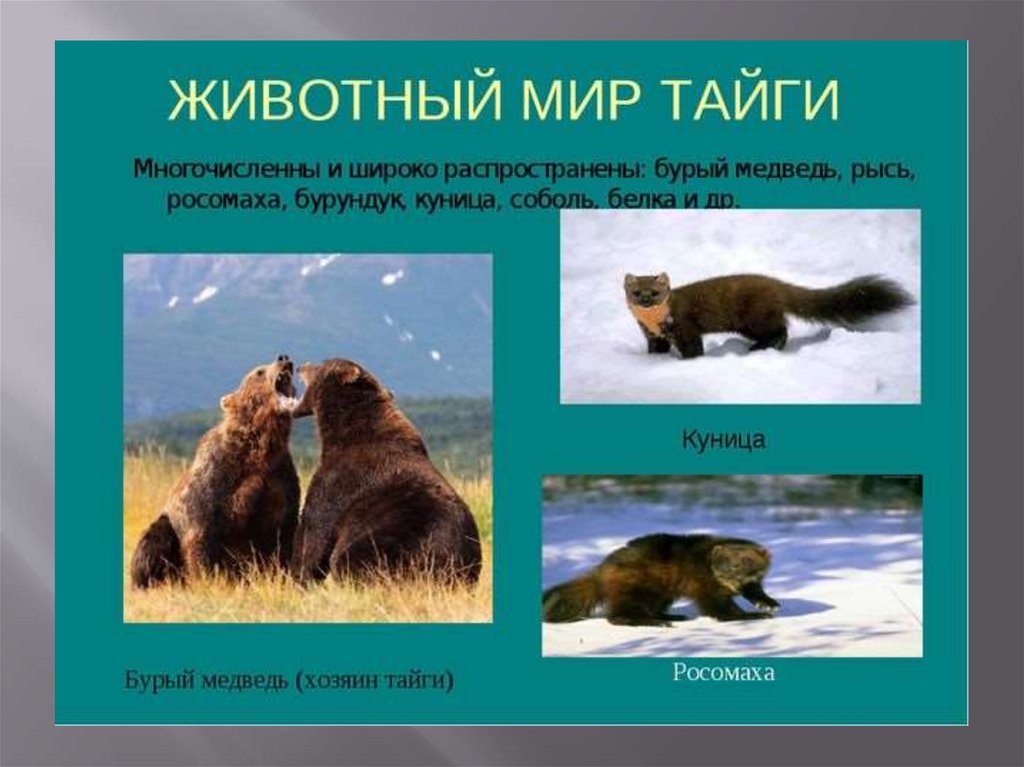 В какой природной зоне встречается медведь. Медведь природная зона. Бурый медведь природная зона. Бурый медведь и Соболь. В какой природной зоне живет бурый медведь.