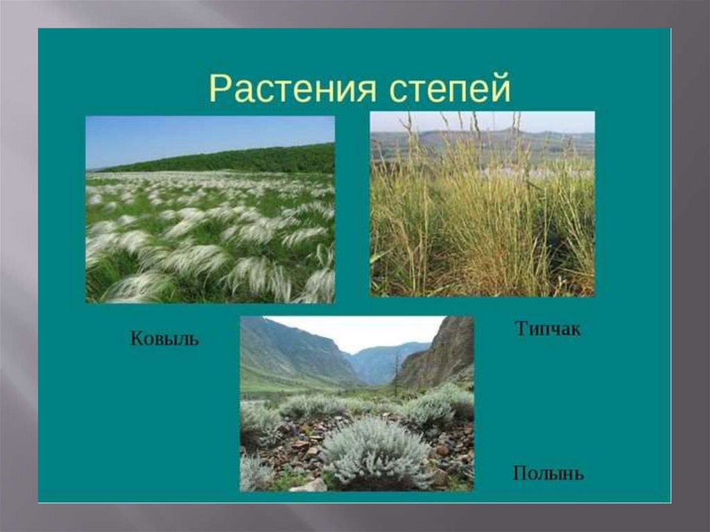 В какой природной зоне преобладает травянистая растительность. Ковыль и Типчак. Растительность зоны степей в России. Зонаросси степи растения. Растительность лесостепи и степи.