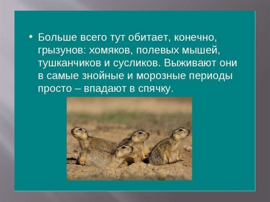 В какой природной зоне обитает. Где живёт хомяк в какой природной зоне. В какой природной зоне обитает хомяк. Хомяк природная зона. Хомяк природная зона обитания.