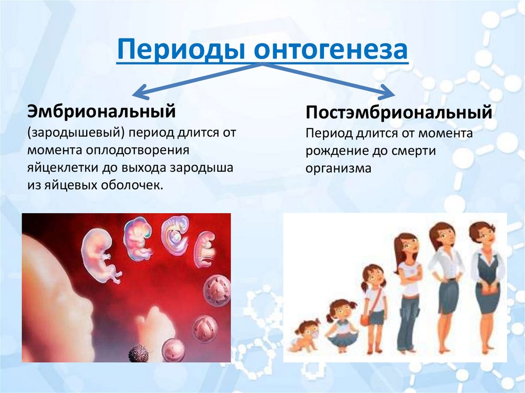 Онтогенез 2 стадия. Развитие организма в эмбриональном и постэмбриональном периоде.. Эмбриональный и постэмбриональный этап онтогенеза. Индивидуальное развитие эмбриональный период онтогенеза. Предэмбрональный периоды онтогенеза.