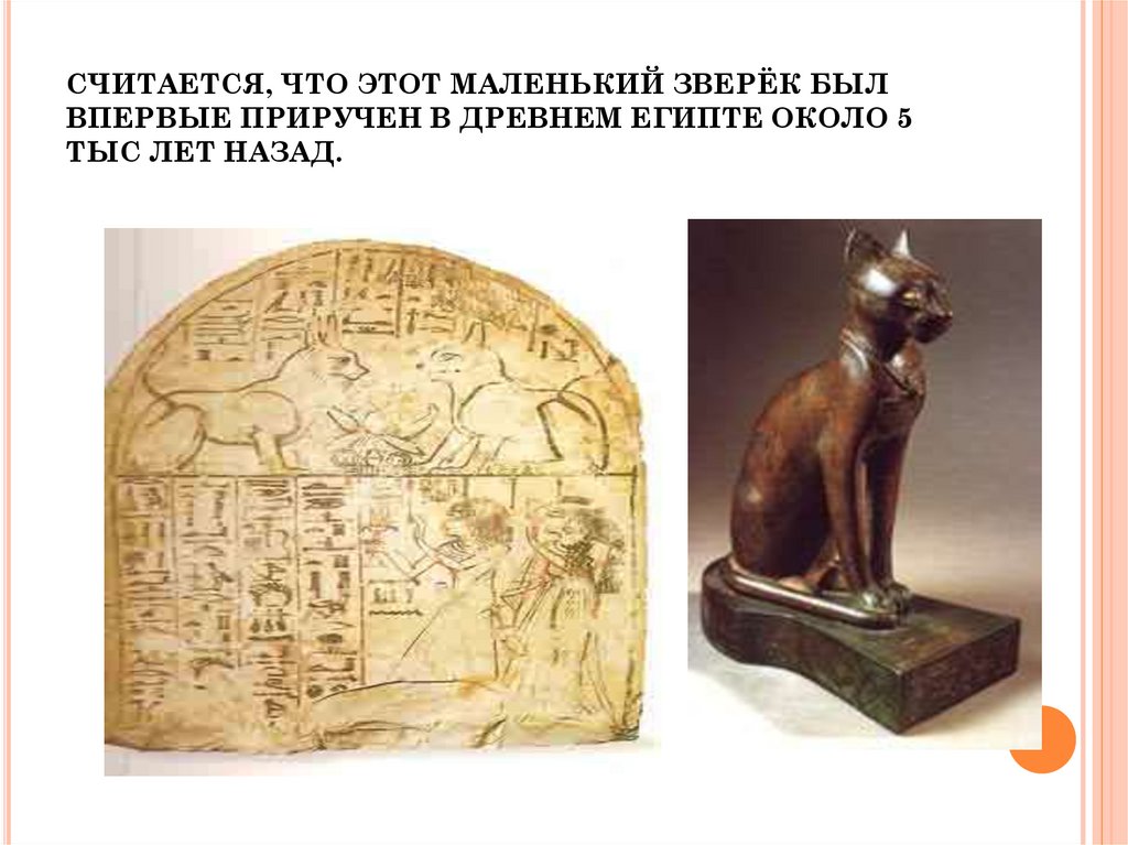 Кошка была приручена в древнем. Изложение кошка была приручена в древнем Египте. Древние кошки презентация представление. Кошка была приручена в древнем Египте примерно 5000 лет назад текст. Первые животные конторы приютили в Египте.