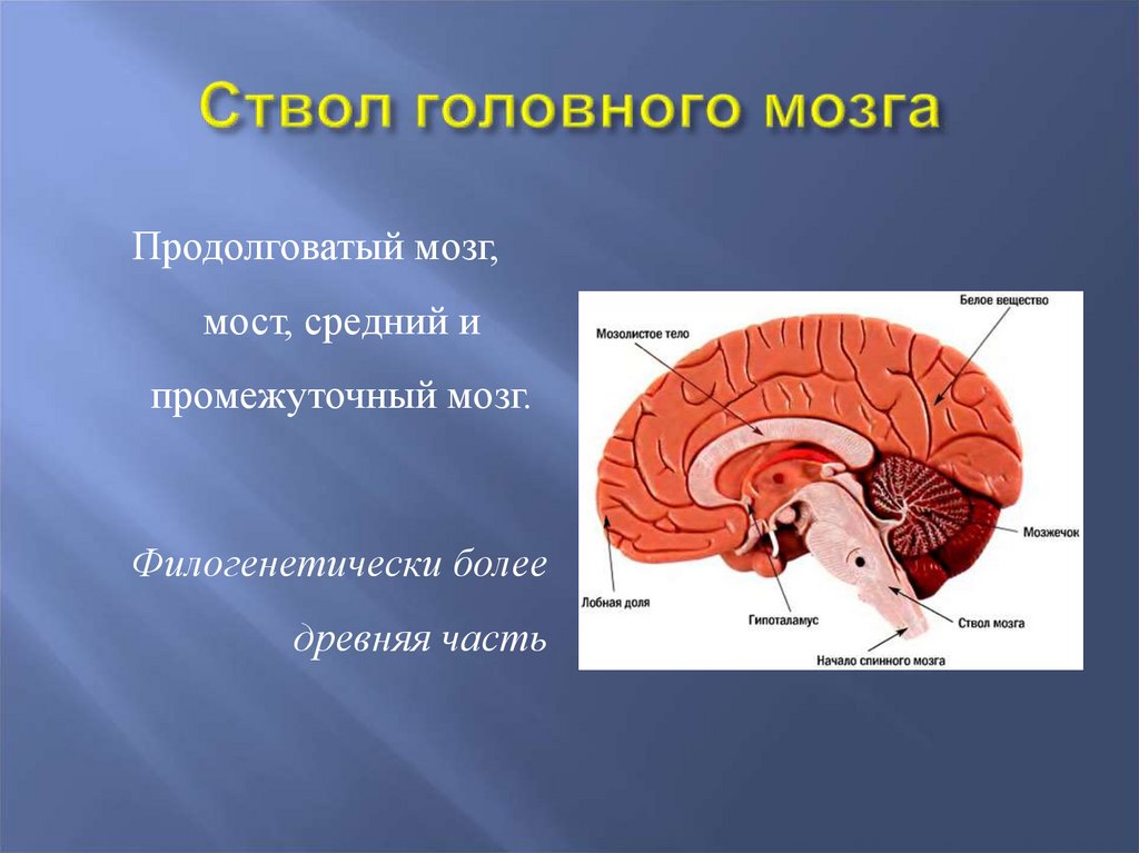 Повреждения ствола мозга. Ствол головного мозга. Средний промежуточный продолговатый мозг мост. Мост ствола головного мозга. Функции ствола головного мозга.