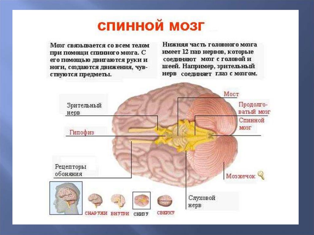 Головной и спинной мозг имеет. Головной и спинной мозг. Соединение спинного и головного мозга. Спинной мозг и головной мозг.
